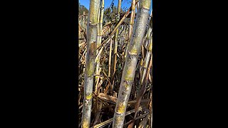 Florida Freeze November Twelfth Homesteading With Heidi Rose