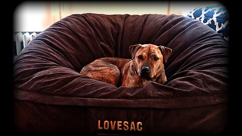 Positive Sarcasm Podcast: "Puppy Health Scare"