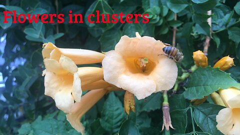 Dancing among the flowers-bees
