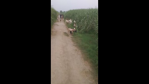 goats magic beautiful vedio
