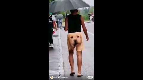 dog man
