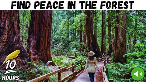The Forest That Heals – 10h of Real Nature & Birds