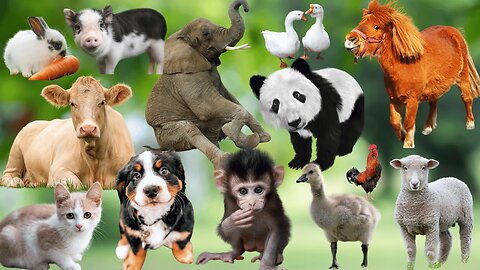 Beautiful Animal Moments - Dog, Cat, Chicken, Elephant, Cow, Horse, Pig, Sheep - Animal Sounds