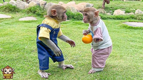 A happy week of monkey YiYi when YinYin returned to visit her