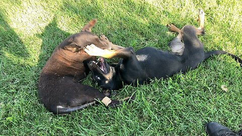 Bella Enters the Scene