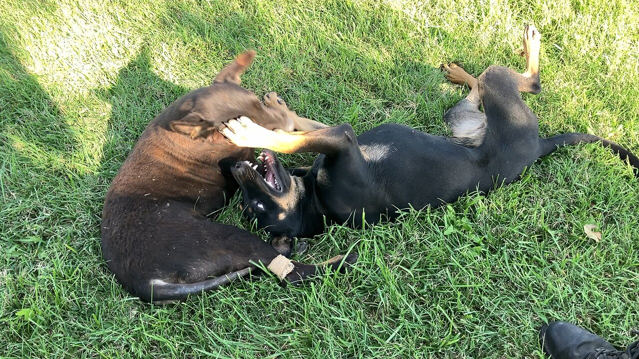 Bella Enters the Scene