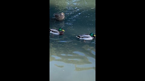 Mallard Ducks 🦆 #mallardducks #ducks #duck #followme #shorts #viral #trending #swimming