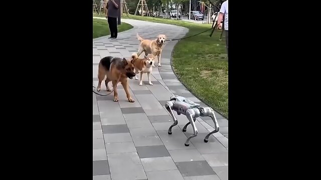 Real Dog 🐕 V/S Robot Dog