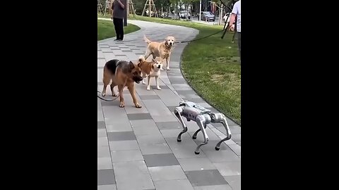Real Dog 🐕 V/S Robot Dog