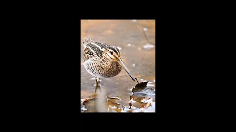 bird dance eak ek