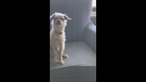Phx Kruger Dogs video of the day