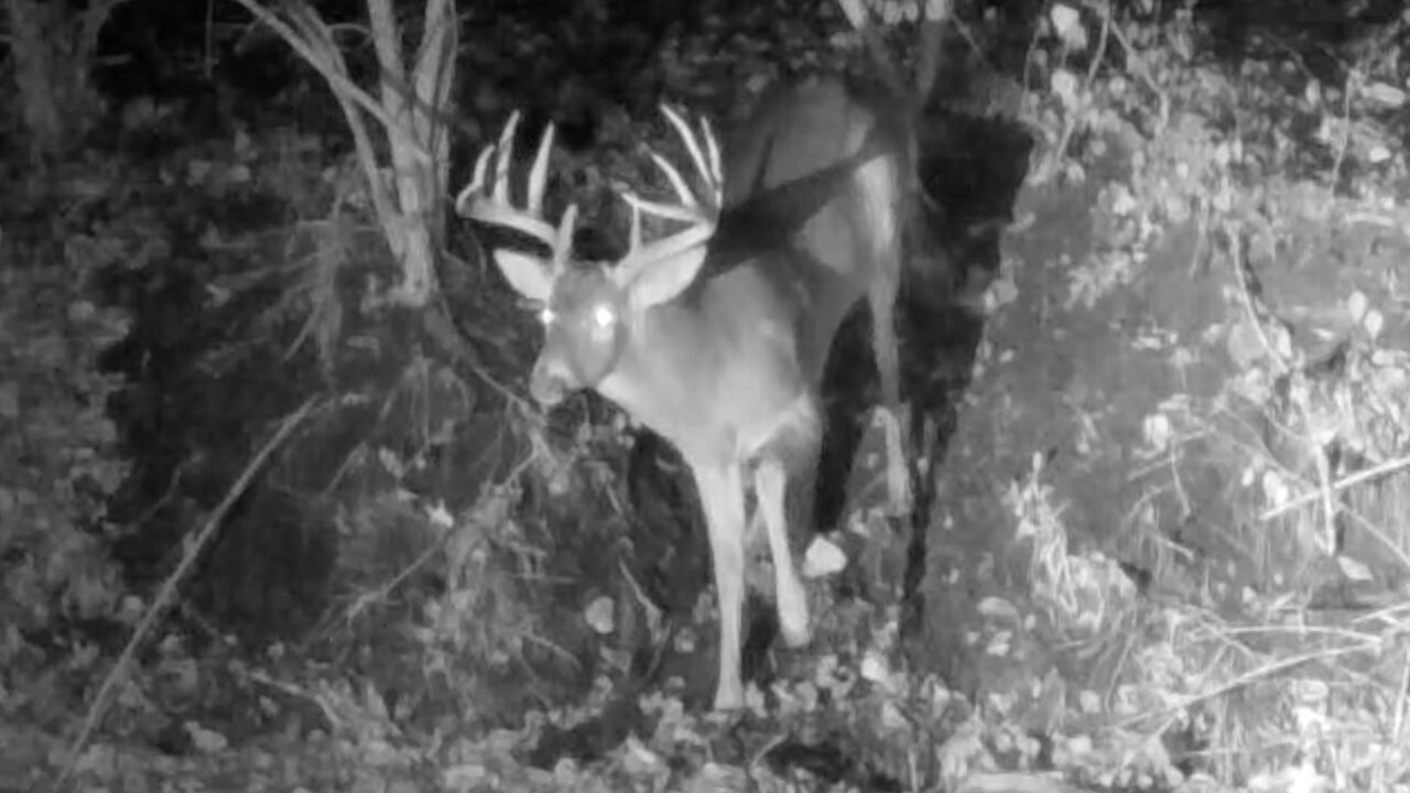 Buck Cautiously Turning Around