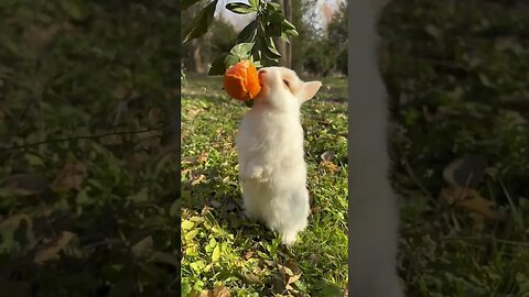 The little greedy rabbit eats oranges and is cute. Rabbit is a cute little pastoral pet.
