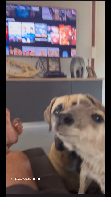 Beautiful kangaroo and dogs 🐕