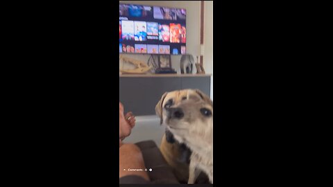 Beautiful kangaroo and dogs ๐