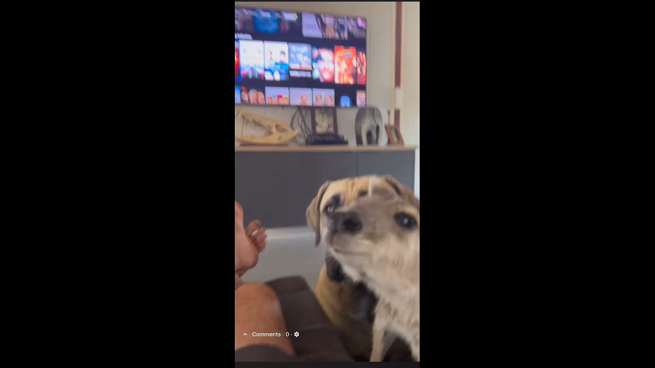 Beautiful kangaroo and dogs 🐕