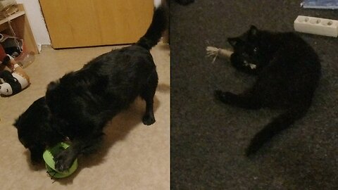 Kotě Žužu a Montík - Předčasné Vánoce {CZ}