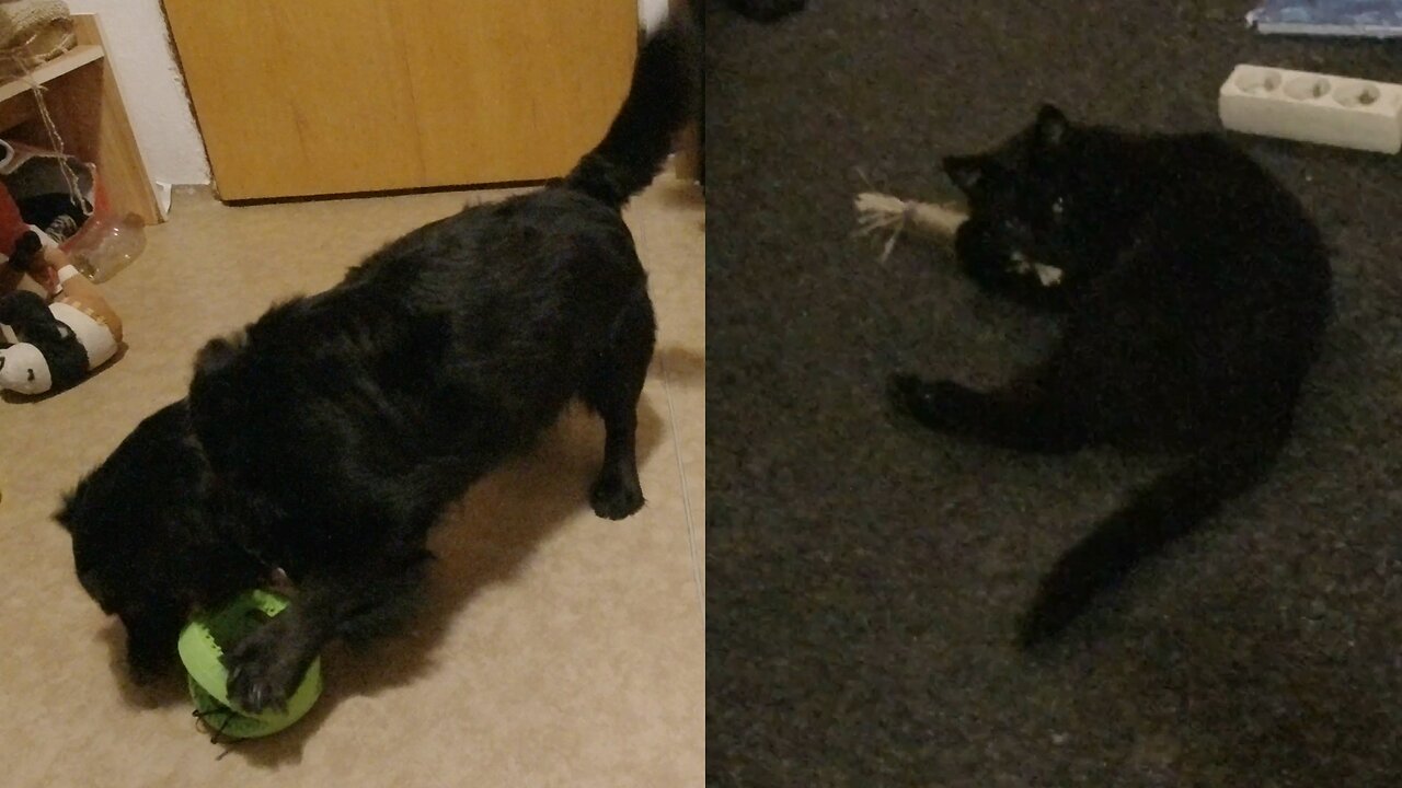 Kotě Žužu a Montík - Předčasné Vánoce {CZ}