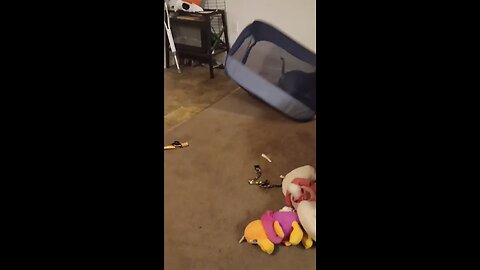 crazy puppy