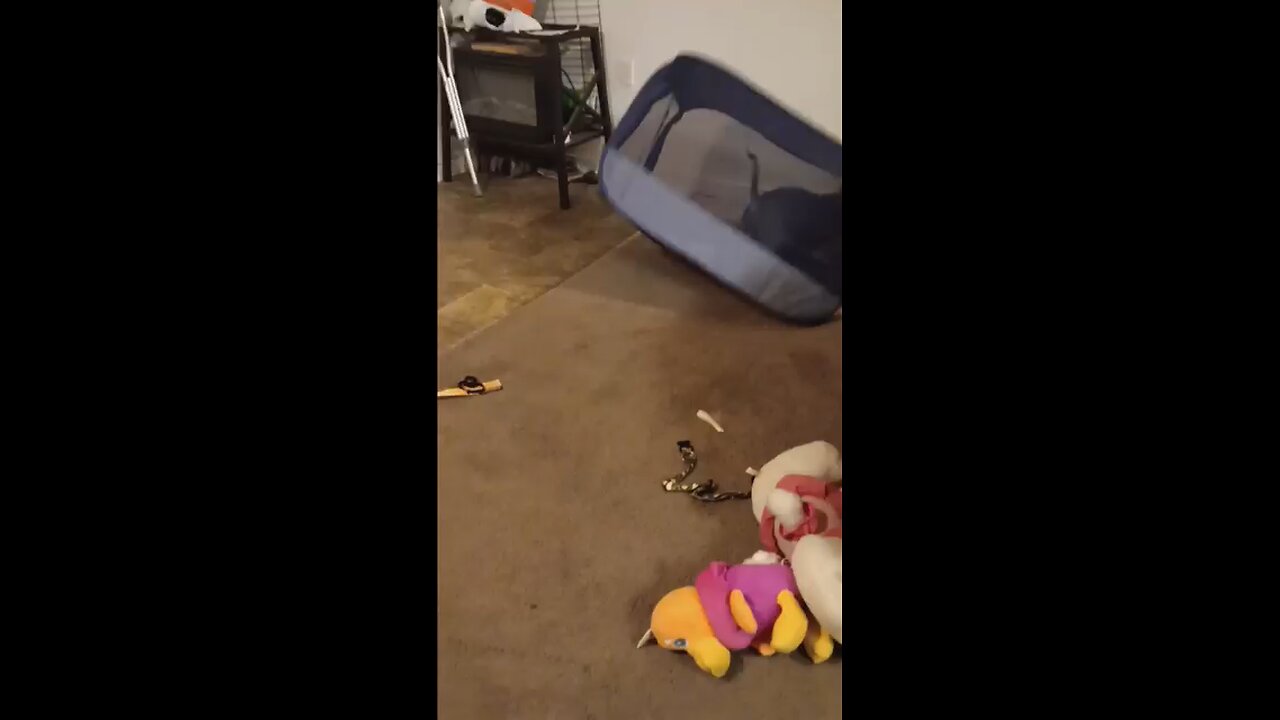 crazy puppy