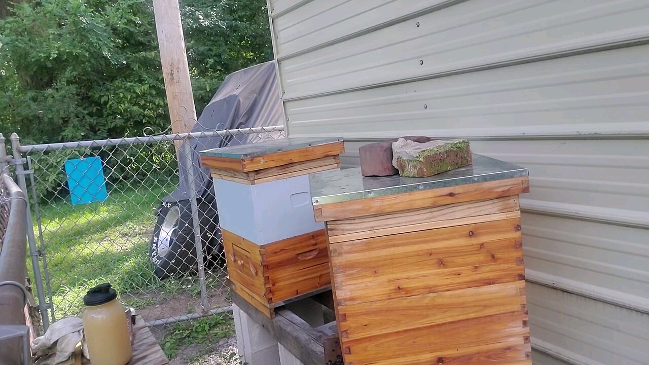 🐝 Backout Nuc hive inspection 🐝