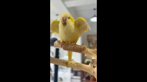 Quaker Parrot facts