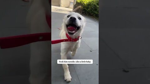 The puppy fell into the sewer and the girl tried to save him