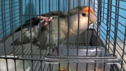 IECV PBV #136 - 👀 Buttercup Getting Some Breakfast Seems To Be Enjoying Her Self 🐤3-28-2021