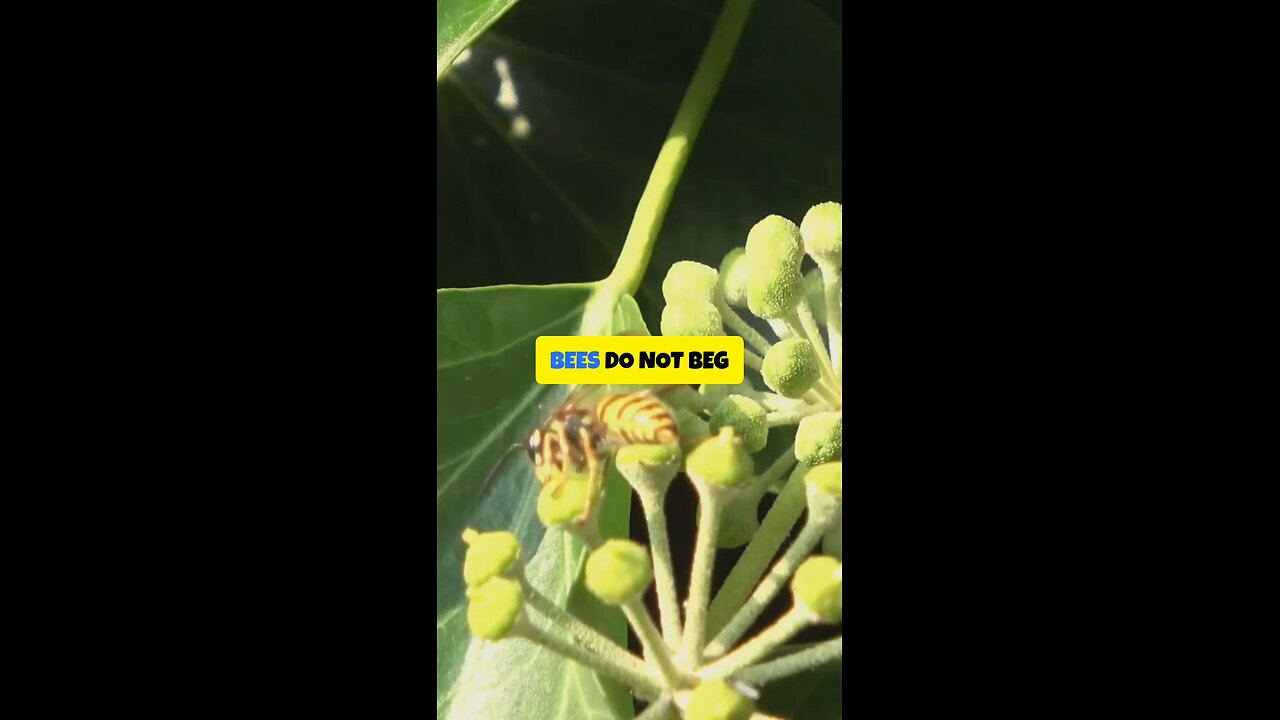 Bees Don’t Beg Flowers to Bloom 🌸🐝 | Hive Within Qassim