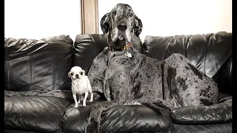 The world’s tallest and shortest dogs met for a playdate