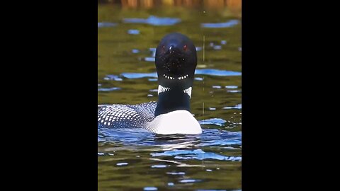 "Sky Ke Rani – Stunning Bird Shots"