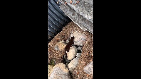 Mink at the River