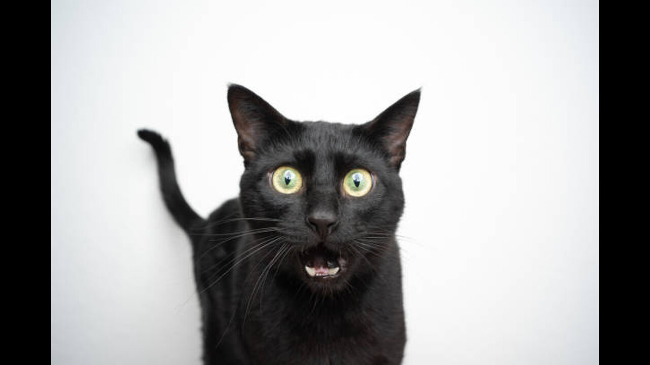Funny and Cute Cats Collection - Part 33
