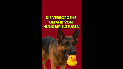 🐶 Die verborgene Gefahr von Hundespielzeugen