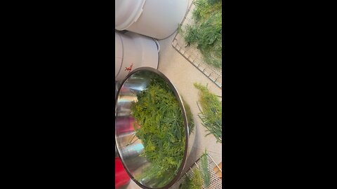 Dehydrating Fresh Dill