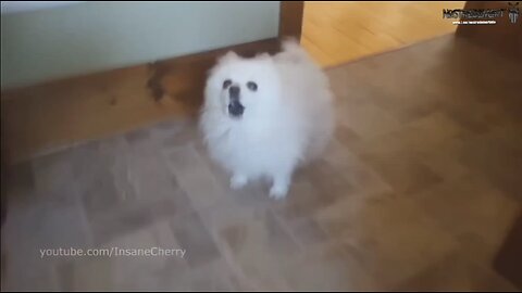 System Of A Dog