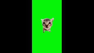 Blah Blah Blah Cat | Green Screen