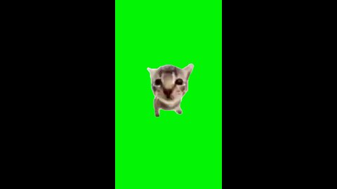 Blah Blah Blah Cat | Green Screen