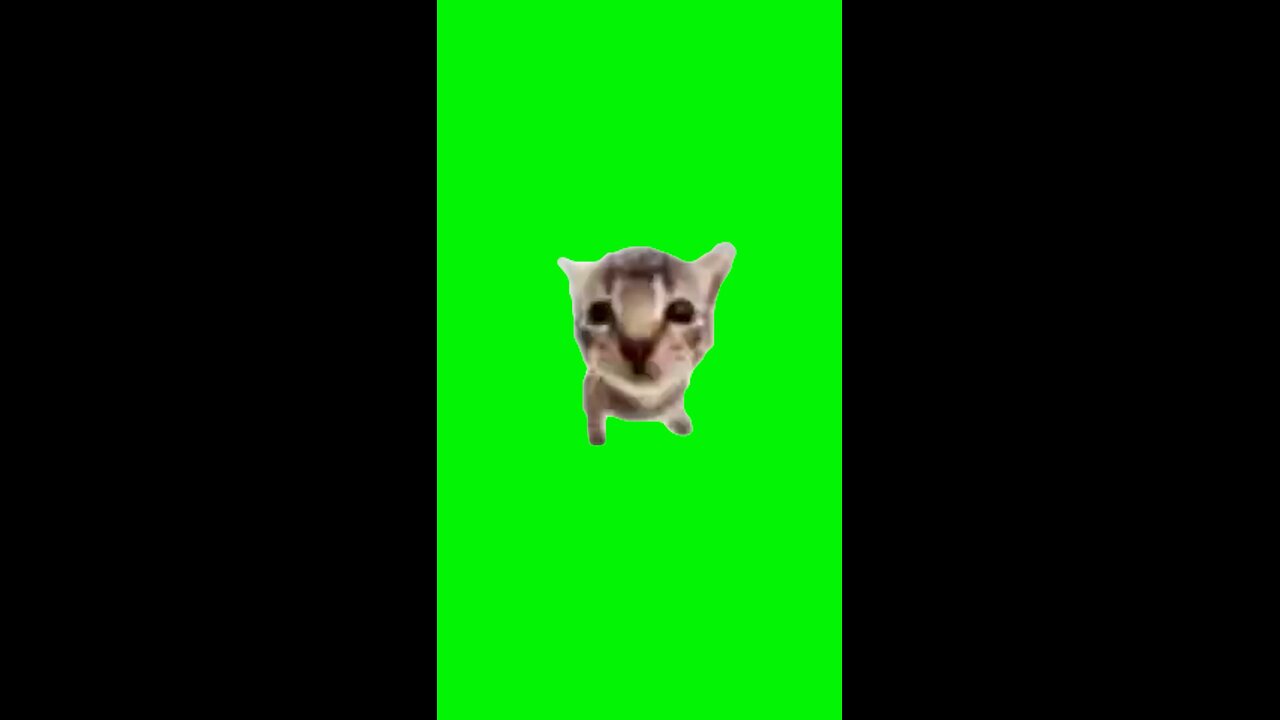 Blah Blah Blah Cat | Green Screen