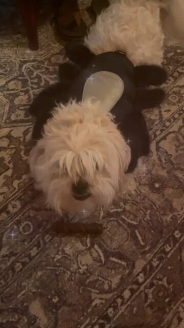 Dog in Spider Costume