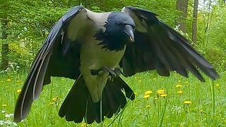 Hand Feeding the Hooded Crow Peanuts on the Park Rocks