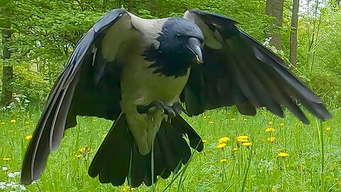 Hand Feeding the Hooded Crow Peanuts on the Park Rocks