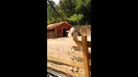 Goat at Popcorn Park Zoo in Forked River, New Jersey.