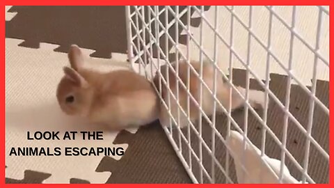 Pet Escape Artists | Funny Pet Video Compilation | The Pet Collective