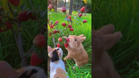 Rabbit eats the cat and looks at the cute pet. Rabbit. Little cute pet in the countryside.