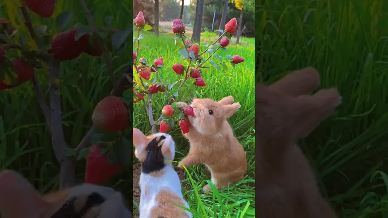 Rabbit eats the cat and looks at the cute pet. Rabbit. Little cute pet in the countryside.