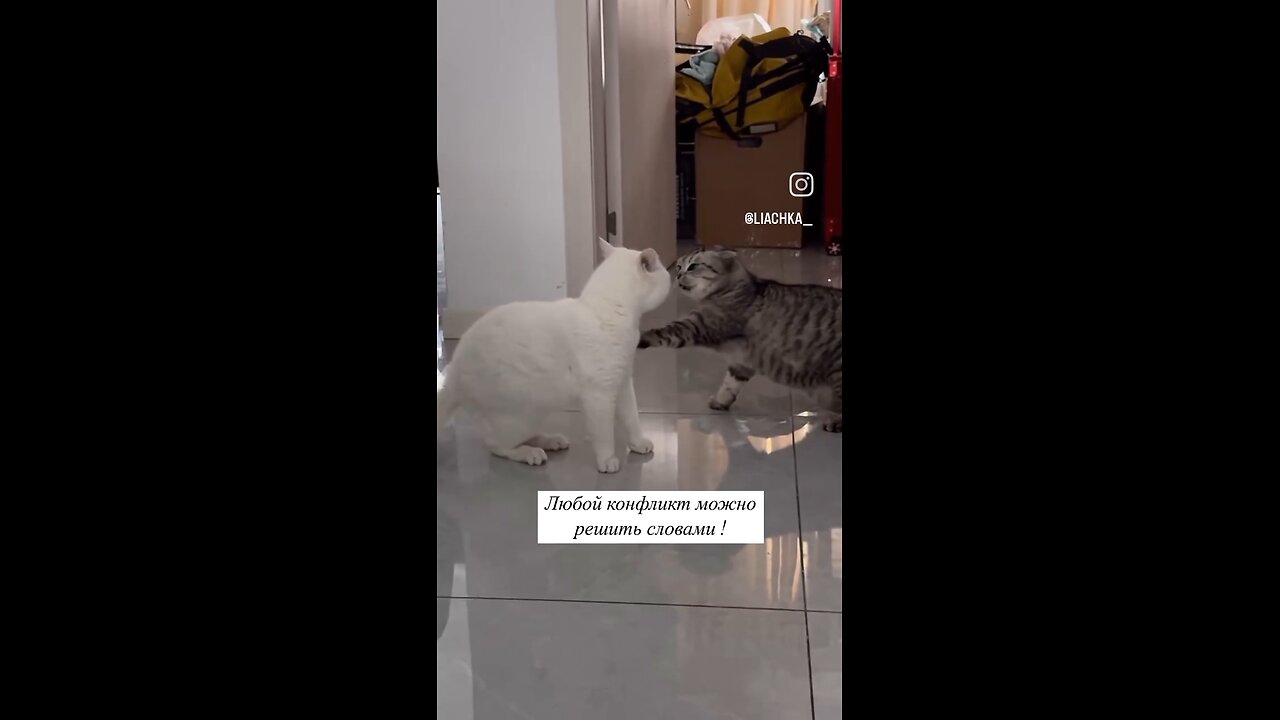 everyday of fighting cats 🤣