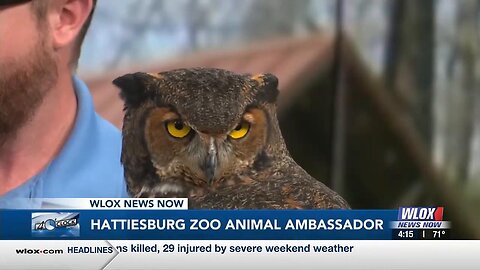 Hattiesburg Zoo Welcomes Great Horned Owl Animal Ambassador