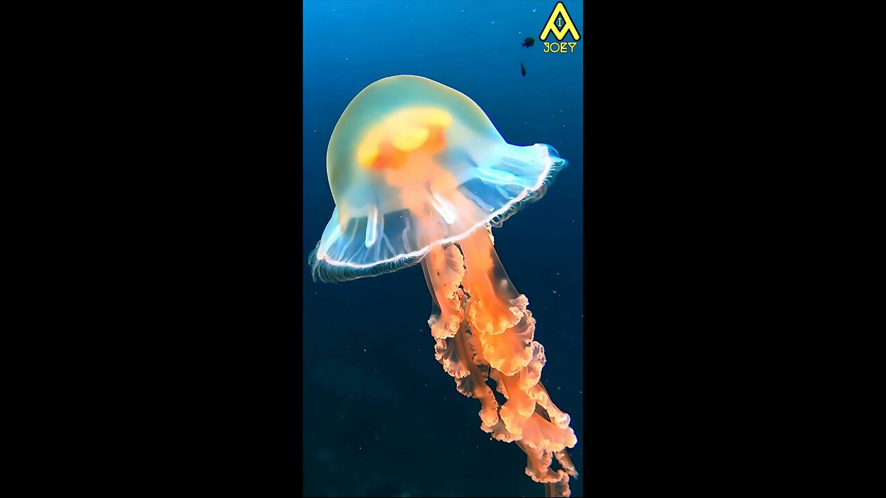 Just Some Pretty Jellyfish