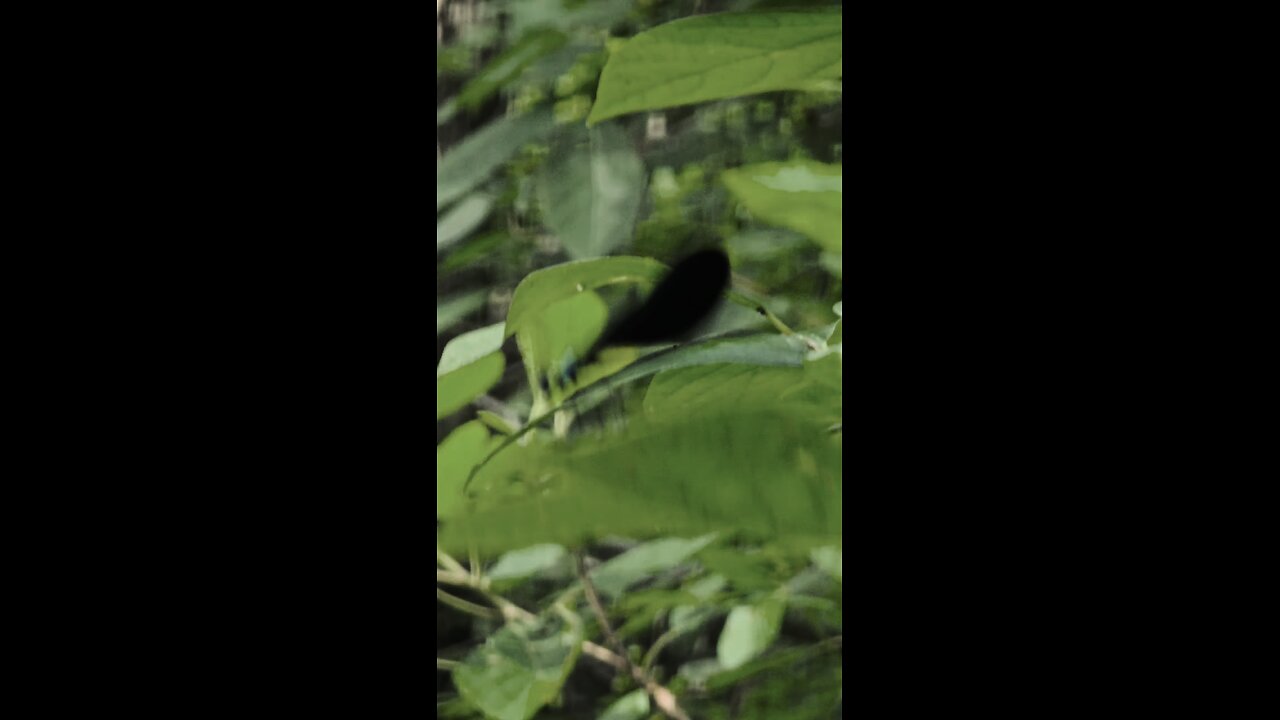 dragonfly